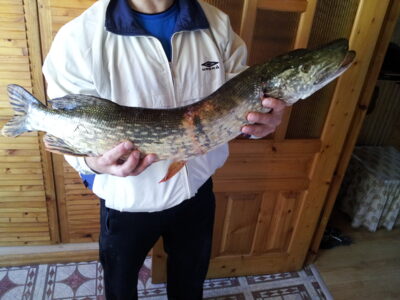Northern Pike, 3.5 kg — Naudvario