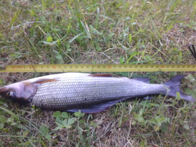 Grayling