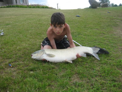 Grass carp, 8.8 kg
