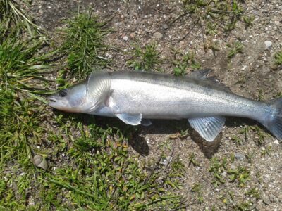 Pike perch — Skirvytė