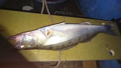 Pike perch — Kuršių