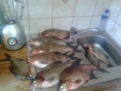 Carp bream ×9 — Nevėžis