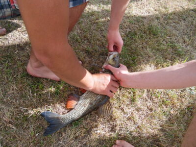 chub, 0.8 kg
