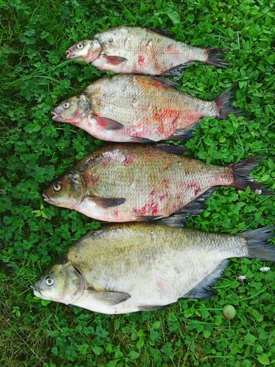 Carp bream ×4
