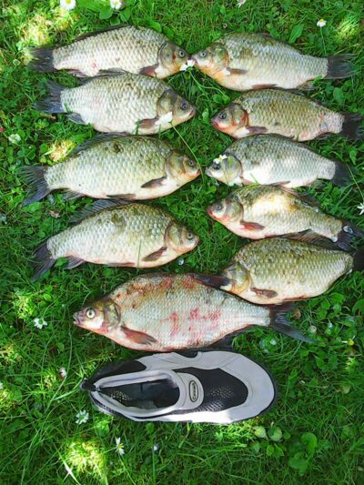 Crucian carp, 1.5 kg — Kaunas reservoir