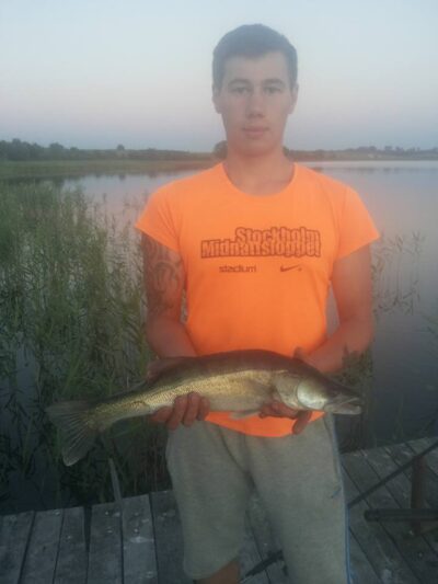 Pike perch, 2.0 kg — Kavalys