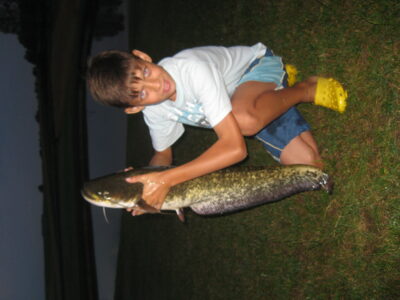 Wels catfish, 3.2 kg