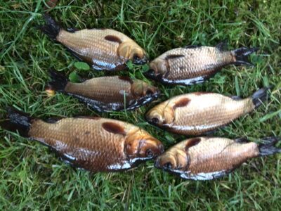 Crucian carp ×6