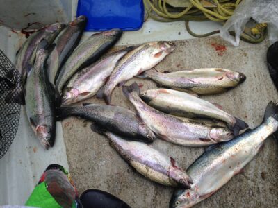 Brown Trout ×12 — Bewl Water