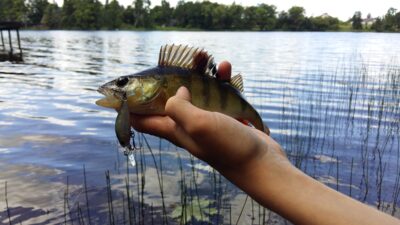 Eurasian perch ×15 — Karvys