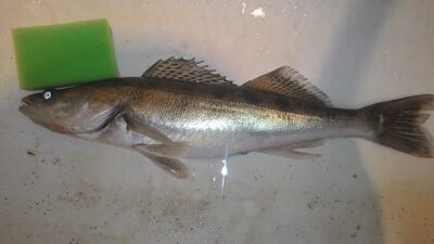 Pike perch — Ekrano gamyklos