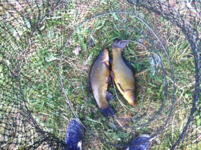 Tench — Tverečiaus