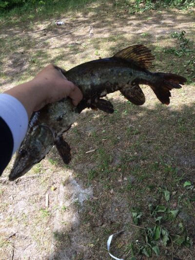 Northern Pike, 1.6 kg — Ramučių