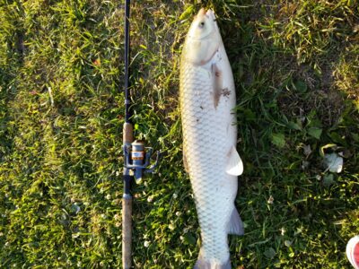 Grass carp, 3.5 kg