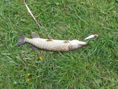 Northern Pike ×3 — Pamarukas