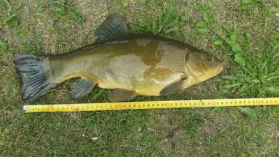 Tench, 1.5 kg — Liberiškio