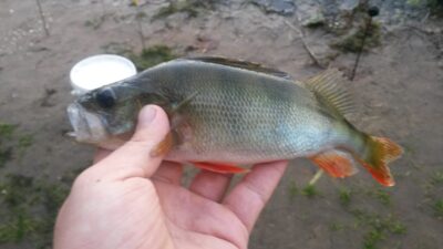 Eurasian perch, 0.2 kg — Kernavės