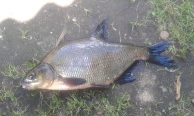 Carp bream, 1.2 kg