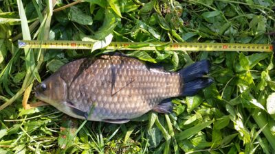 Prussian carp