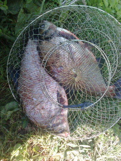 Carp bream, 0.9 kg — Neman River