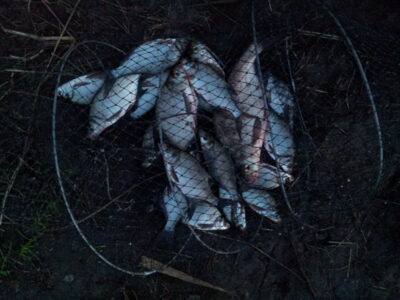 Carp bream, 0.6 kg — Musia