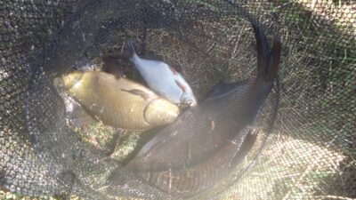 Carp bream, 0.9 kg — Raudondvario
