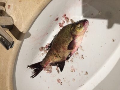 Carp bream, 1.3 kg — Pajiesio