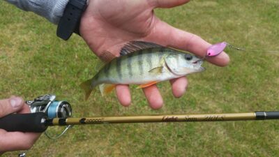 Eurasian perch ×24