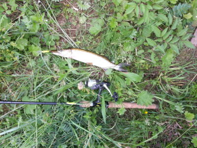 Northern Pike — Kupiškio