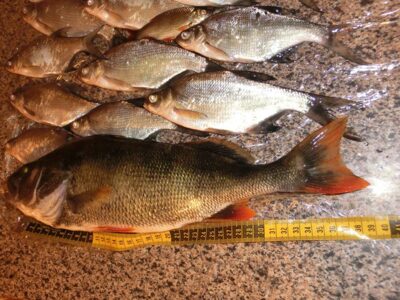 Eurasian perch, 0.8 kg