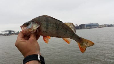 Eurasian perch ×5