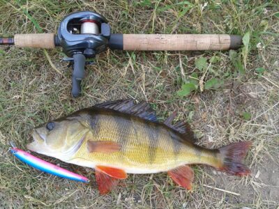 Eurasian perch, 0.4 kg