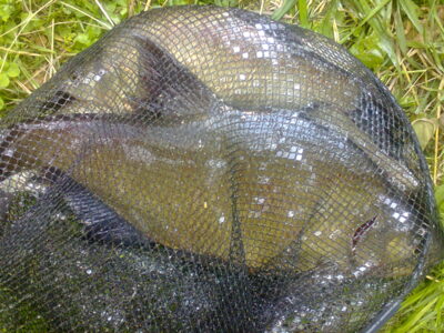 Carp bream ×5