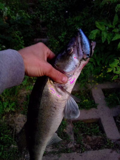 Pike perch, 1.5 kg — Neman River