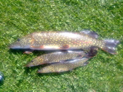 Northern Pike, 2.9 kg — Antalieptės HE