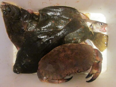 European plaice ×5