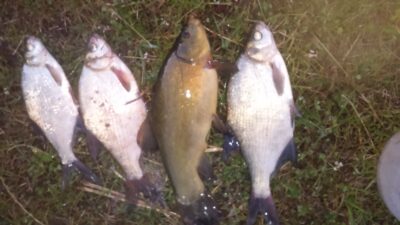 Tench, 1.7 kg — Elektrėnai reservoir