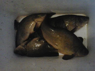 Tench