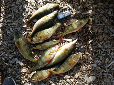 Eurasian perch ×10