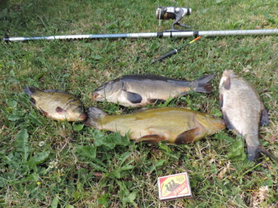 Tench, 0.6 kg — Dargaičių