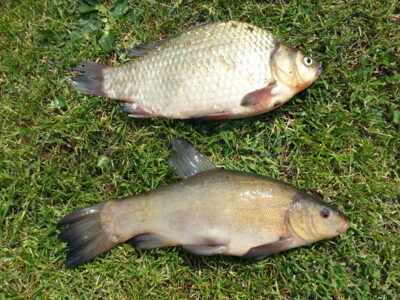 Tench, 0.8 kg