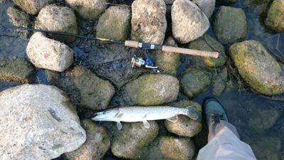 Northern Pike, 0.8 kg — Neman River