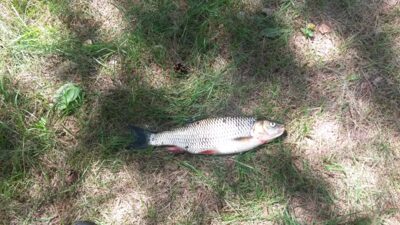 chub — Žeimena