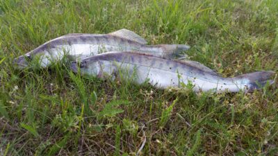 Pike perch — Kuršių