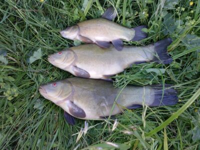 Tench, 1.8 kg — Beržinis