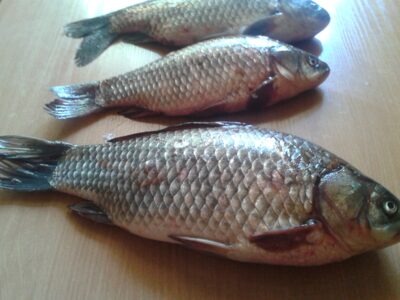 Prussian carp ×3
