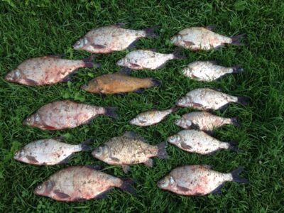 Carp bream ×12 — Kaunas reservoir