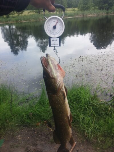 Northern Pike, 1.9 kg