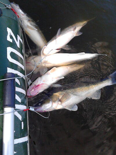 Pike perch, 1.8 kg