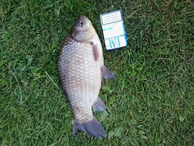 Crucian carp, 1.3 kg